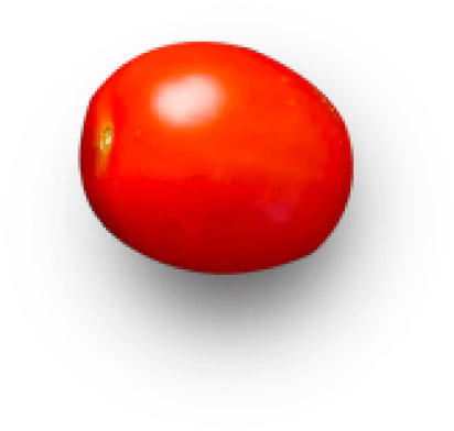 Tomato
